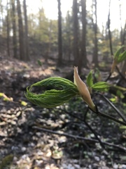 Acer pensylvanicum