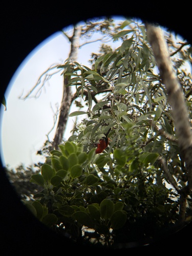 Vestiaria coccinea observed 2026-08-29