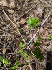 Ribes oxyacanthoides