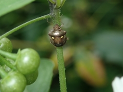 Eysarcoris guttigerus