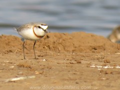 Charadrius pallidus