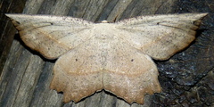 Euchlaena obtusaria