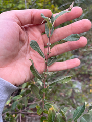 Salix sitchensis