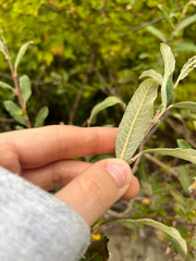 Salix sitchensis, photograph (c) Sarah MacGregor, some rights reserved (CC BY)