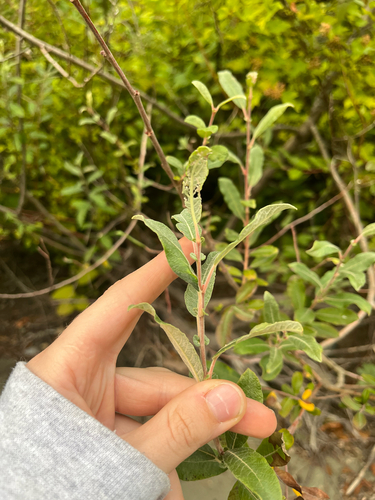 Salix sitchensis, photograph 4