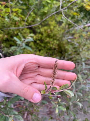 Salix sitchensis, photograph 2