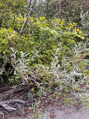 Salix sitchensis, photograph 3
