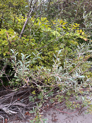 Salix sitchensis, photograph (c) Sarah MacGregor, some rights reserved (CC BY)