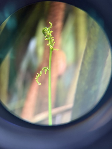 Pityrogramma austroamericana observed 2026-08-29
