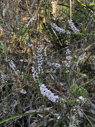 Epacris purpurascens, photograph 1