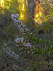 author not stated, no rights reserved Epacris purpurascens, photograph author not stated, no rights reserved