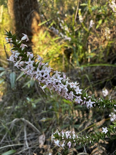 Epacris purpurascens, photograph 3