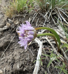 Allium lemmonii