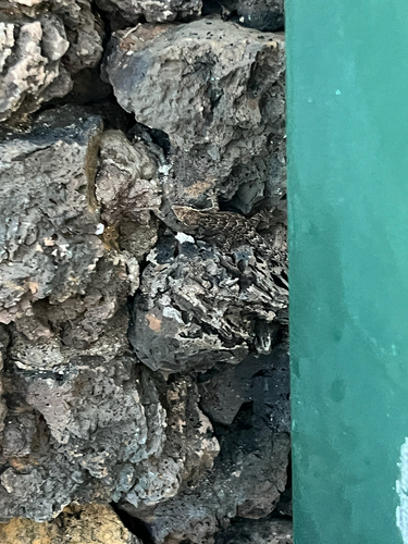 Lepidodactylus lugubris observed 2026-08-29
