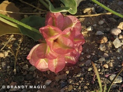 Tripterocalyx carneus