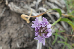 Allium lemmonii