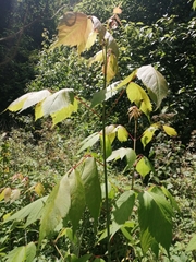 Acer negundo mexicanum