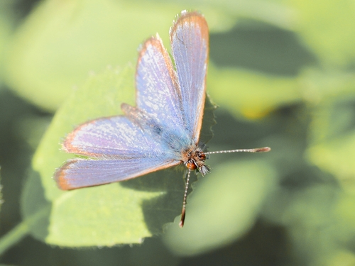 Lesser Grass Blue