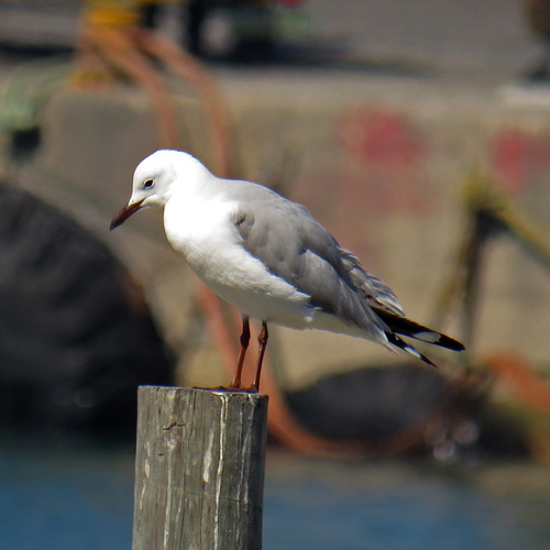 iNaturalist image