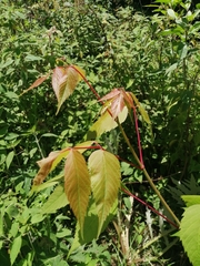 Acer negundo mexicanum