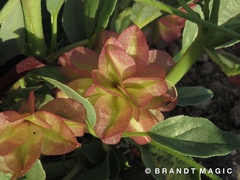 Tripterocalyx carneus