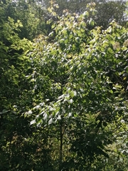 Acer negundo mexicanum