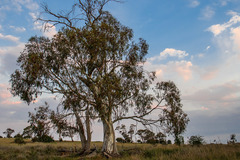 Eucalyptus pauciflora