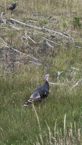 Wild Turkey
