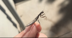 Yersiniops solitarius