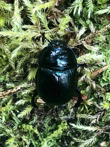 Woodland Dor Beetle