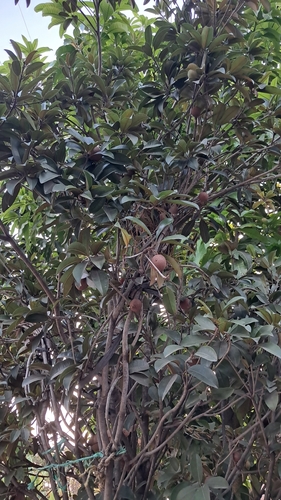 Sapodilla