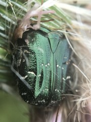 Euphoria sepulcralis