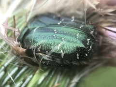 Euphoria sepulcralis