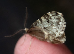 Malacodea pulchraria