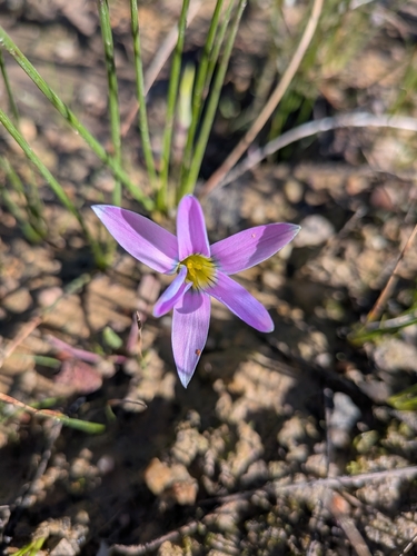 Rosy sandcrocus
