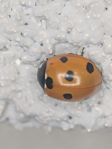 Seven-spotted Lady Beetle