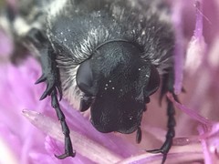 Trichiotinus texanus