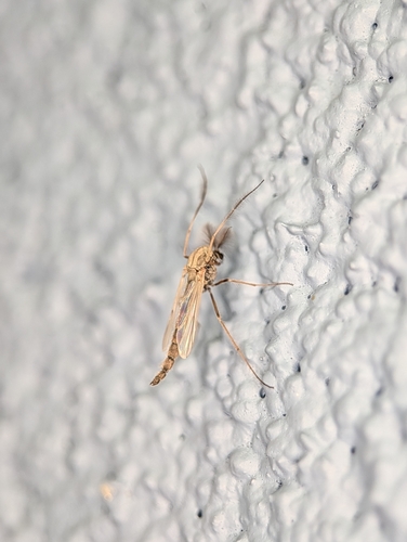 Glyptotendipes barbipes