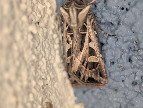Dingy Cutworm Moth
