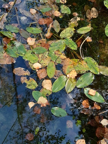 floating-leaved pondweed