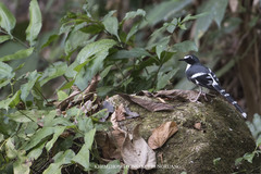 Enicurus schistaceus