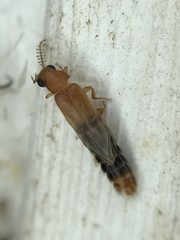 Distremocephalus texanus