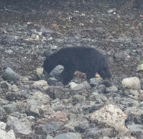 Black Bear sighting near Mount Waddington