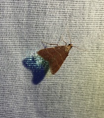 Arta epicoenalis