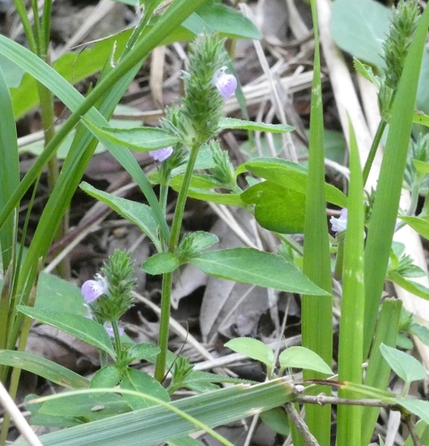 Rostellularia procumbens, photograph 4