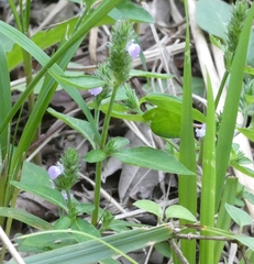 Rostellularia procumbens, photograph (c) mami_t_t, some rights reserved (CC BY)