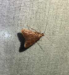 Arta epicoenalis