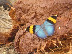 Euphaedra neophron