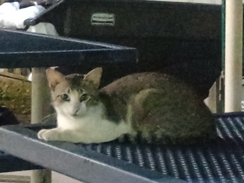 Domestic Cat