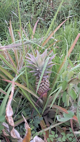 pineapple